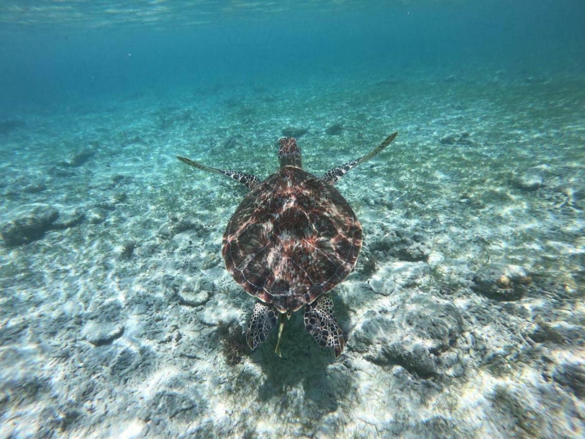 Gili Tenda Τζίλι Τραγουανγκάν Εξωτερικό φωτογραφία